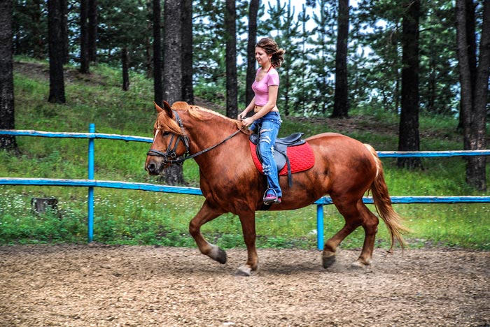 Порода коней російський ваговоз