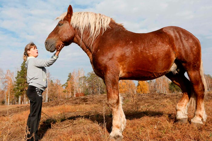 Порода коней російський ваговоз