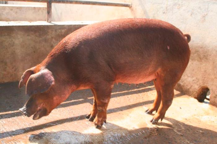 Порода свиней Дюрок : характеристика, фото, опис