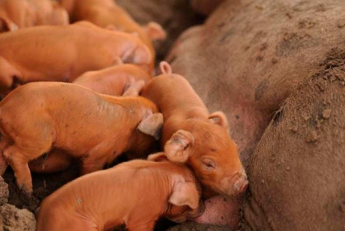 Порода свиней Дюрок : характеристика, фото, опис