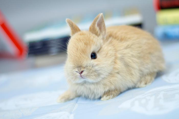 Породи декоративних кроликів: фото, види, назви
