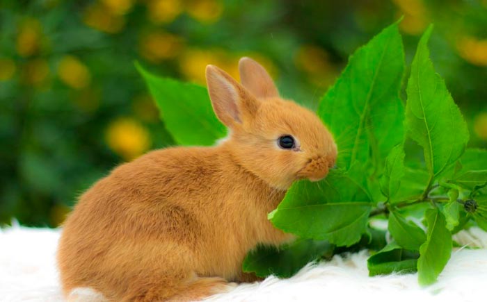 Породи декоративних кроликів: фото, види, назви
