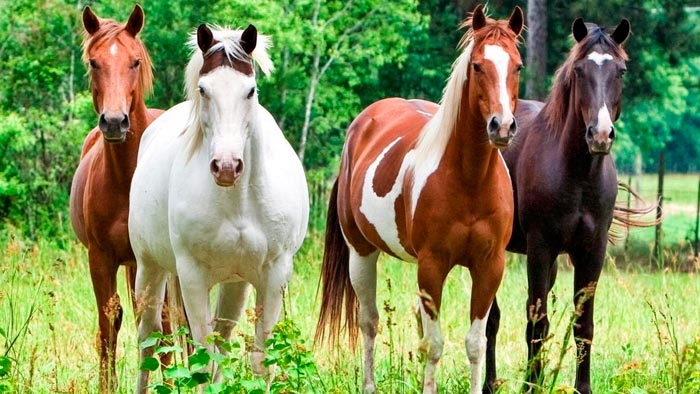 Породи коней з фото та описом