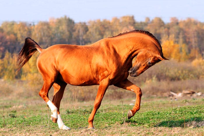 Породи коней з фото та описом