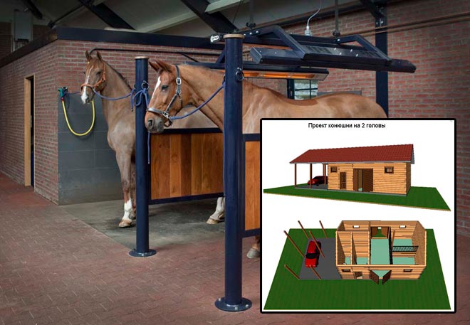 Розведення коней: догляд та утримання в домашніх умовах для новачка
