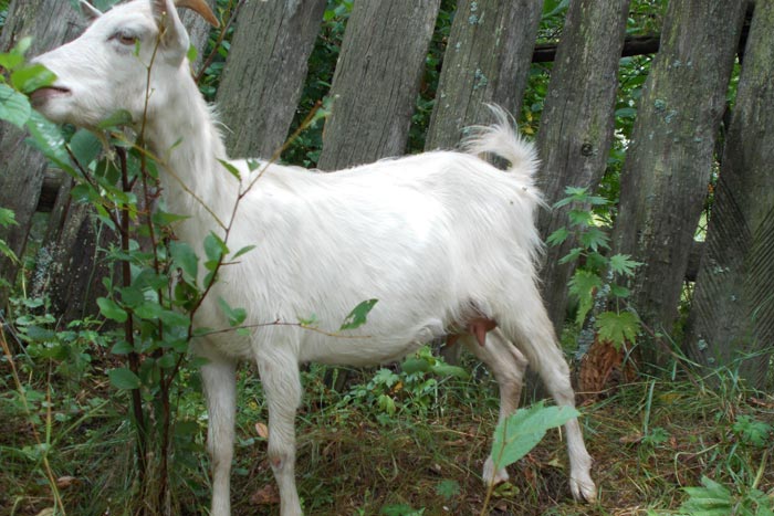 Російська біла коза: фото та опис породи