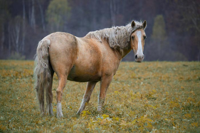 Росіяни породи коней