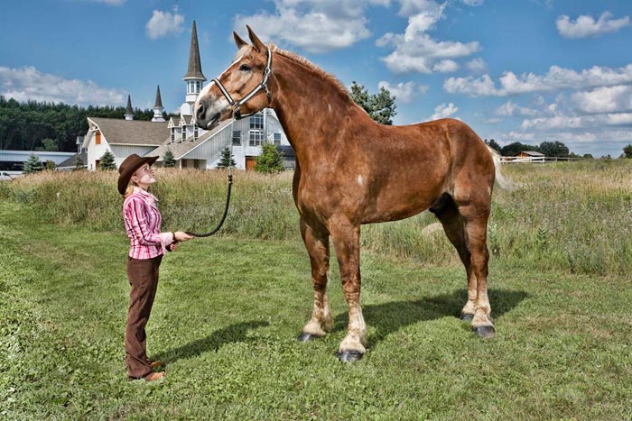 Найбільша кінь у світі, найбільші породи