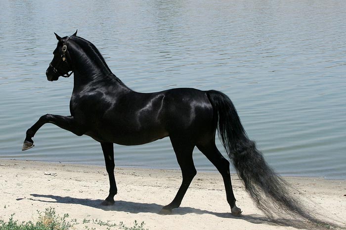Найдорожча кінь у світі