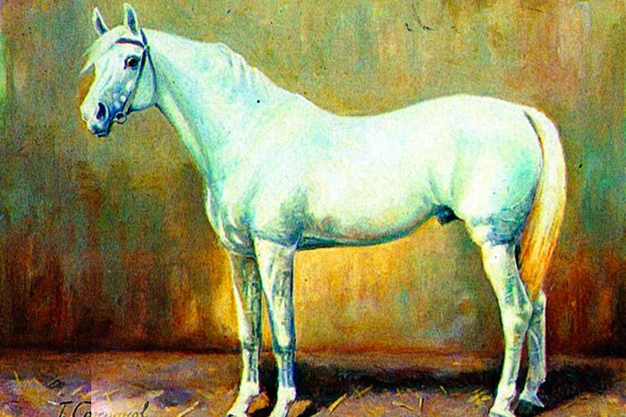 Найдорожча кінь у світі