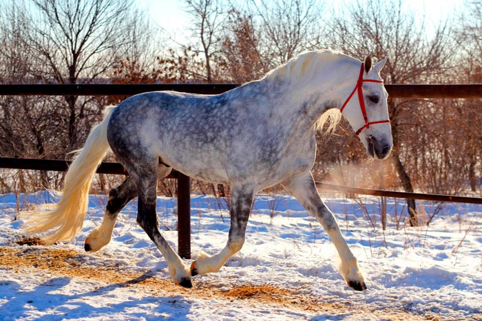 Найкрасивіші коні в світі: фото та породи