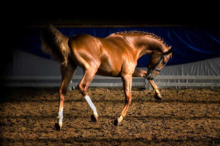 Найкрасивіші коні в світі: фото та породи