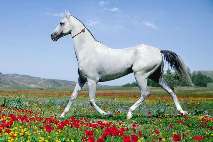 Найбільш коні світу: кращі породи