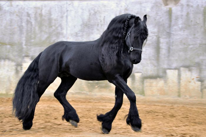 Найбільш коні світу: кращі породи