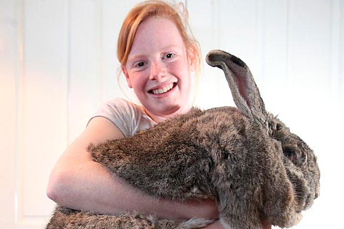 Найбільший кролик у світі: фото, найбільші породи