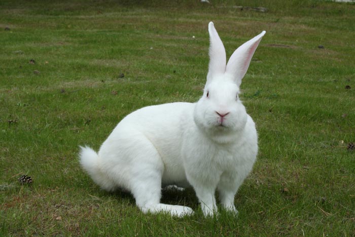 Найбільший кролик у світі: фото, найбільші породи