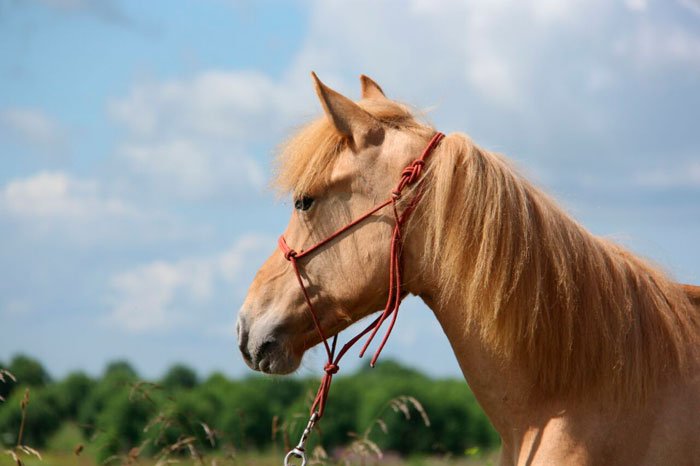 Саврасая масть коня: фото та опис
