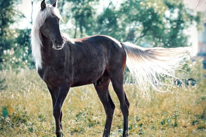 Саврасая масть коня: фото та опис