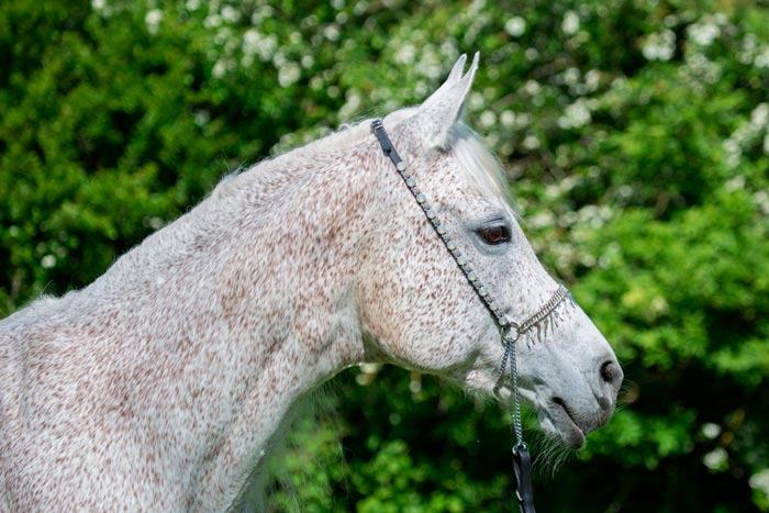 Сіра масть коня: опис та характеристики