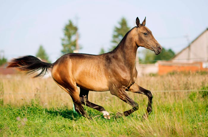 Скакун: скакові коні — верхові породи