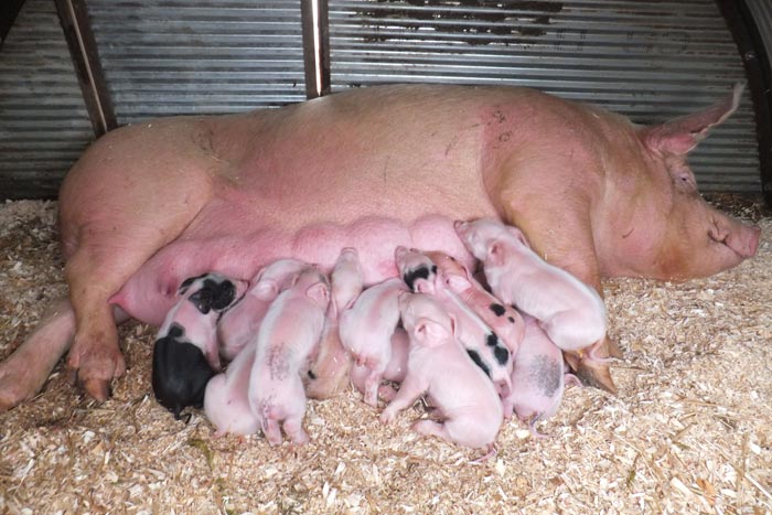 Скільки ходить вагітна свиня, скільки виношує поросят