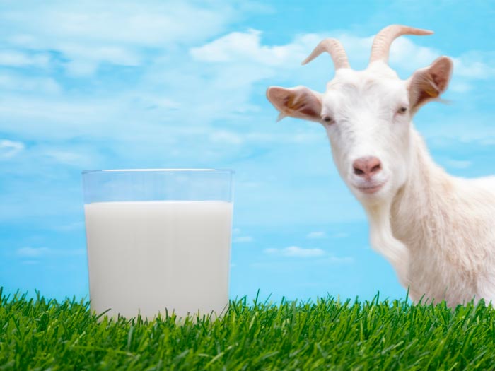 Скільки літрів молока дає коза в добу в середньому