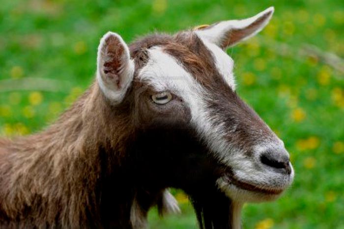 Скільки коштує жива коза, яку породу краще брати