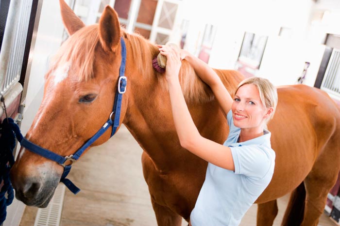 Скільки в середньому живуть коні в домашніх умовах