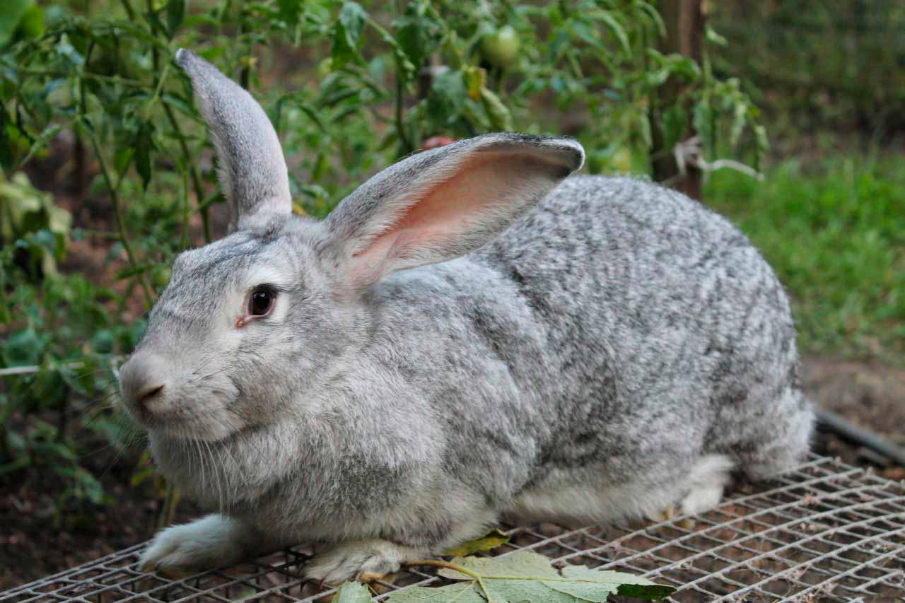 Скільки важить кролик: середня вага по місяцях