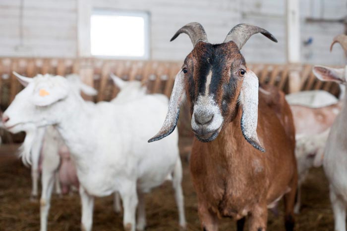 Скільки живуть кози в домашніх умовах