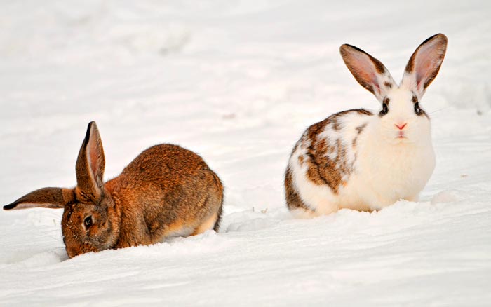 Зміст кроликів на вулиці взимку