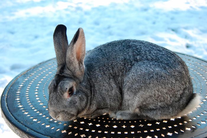 Зміст кроликів на вулиці взимку