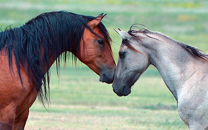 Парування коней: злучка коня і кобили, як спаровуються тварини