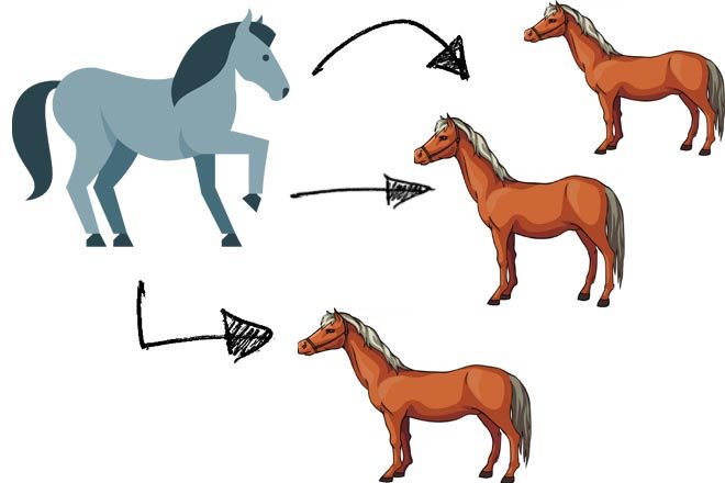 Парування коней: злучка коня і кобили, як спаровуються тварини