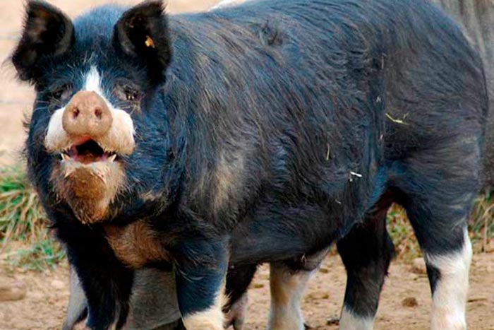 Свиноферма і свинарство як бізнес: з чого почати і як досягти успіху