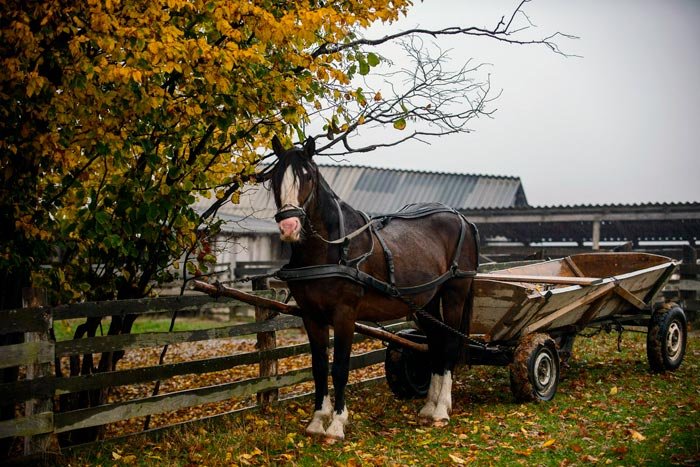 Віз для коня: двоколка і кінна візок своїми руками