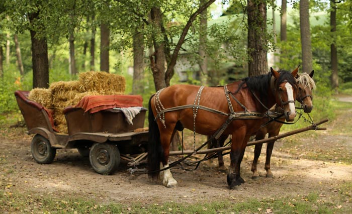 Віз для коня: двоколка і кінна візок своїми руками