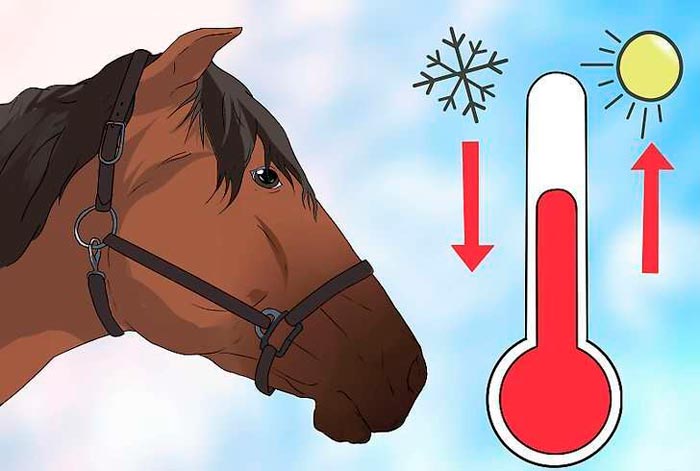 Температура тіла коня в нормі