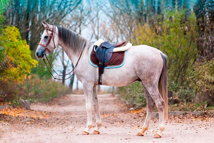 Терська порода коней: фото та опис