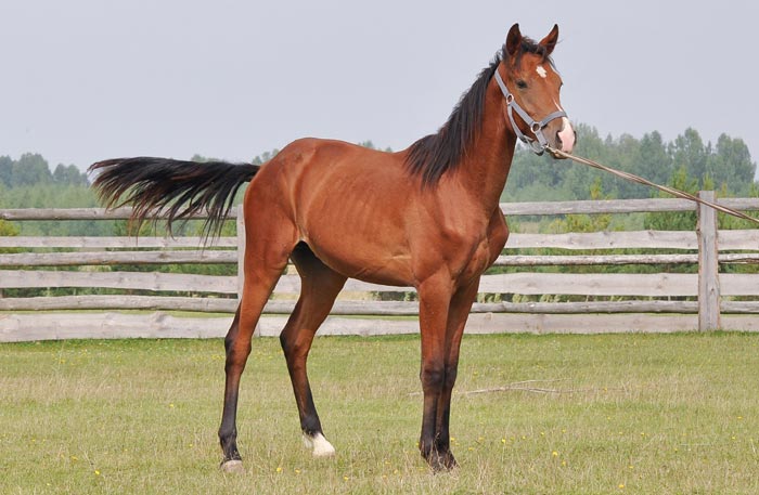 Терська порода коней: фото та опис