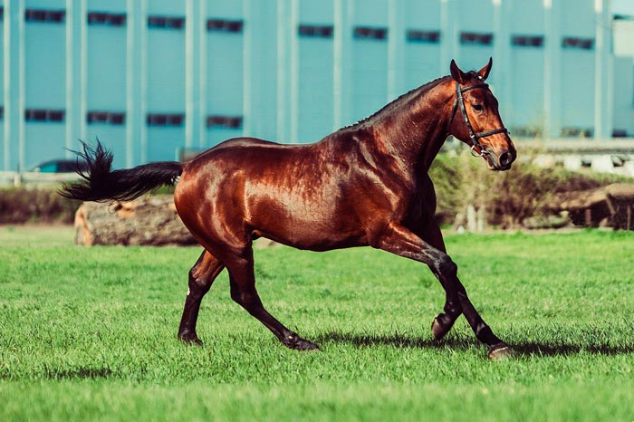 Тракененская порода коней: фото і характеристики