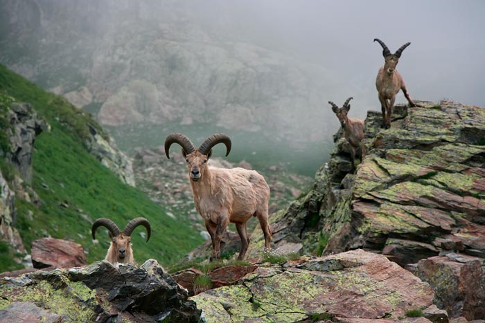 Тур — гірський козел: фото та опис