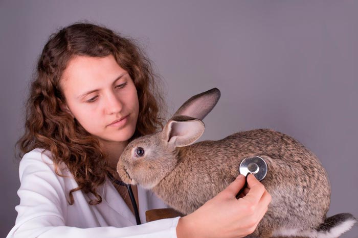 У кролика здувся живіт: що робити, причини і лікування