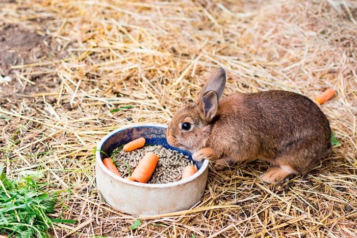 У кролика здувся живіт: що робити, причини і лікування