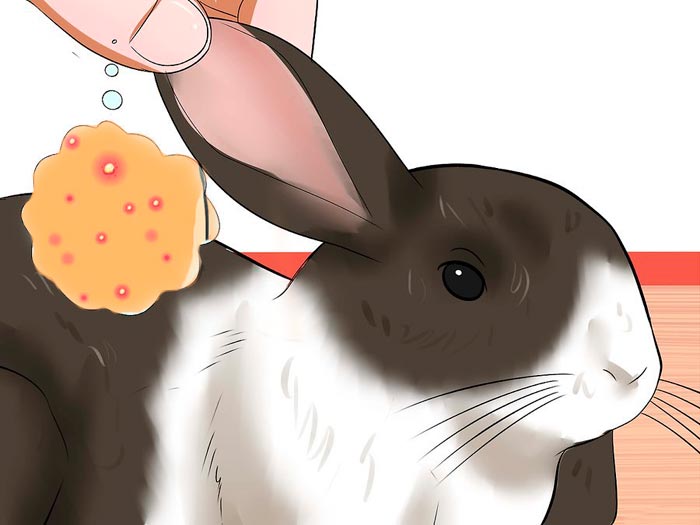 У кроликів у вухах болячки: чим лікувати трихомоніаз і хвороби