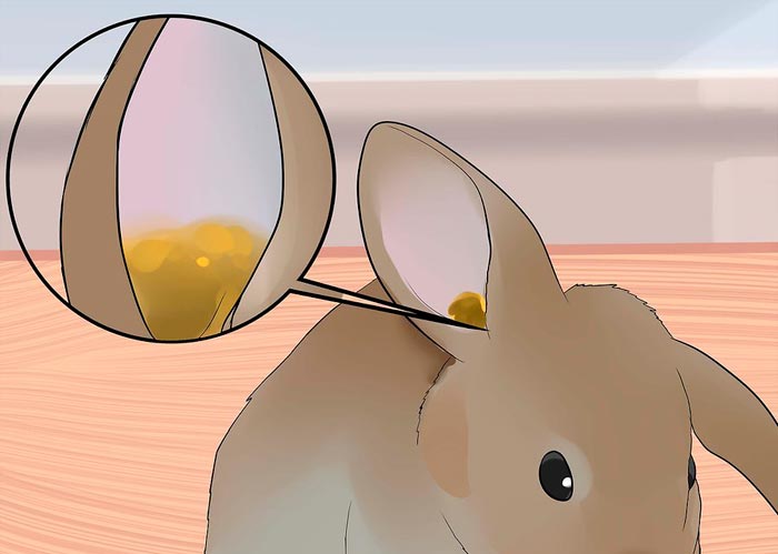 У кроликів у вухах болячки: чим лікувати трихомоніаз і хвороби