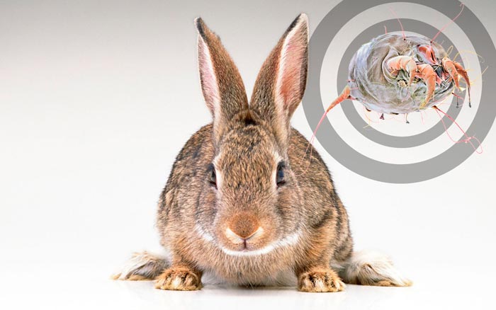 Вушний кліщ у кроликів: чим лікувати від отодектозу