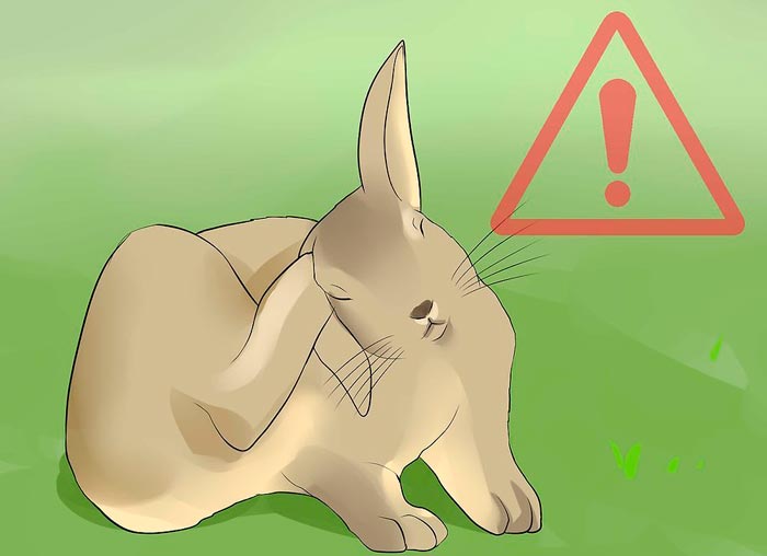 Вушний кліщ у кроликів: чим лікувати від отодектозу