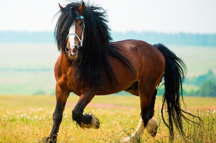 Володимирський ваговоз: порода коней — фото та опис