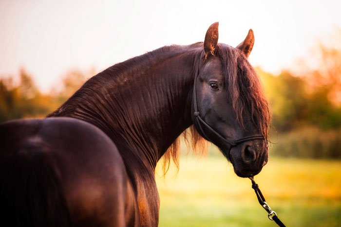 Вороний (чорний) кінь: фото та опис масті